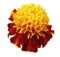 Yellow-red flower Tagetes. Closeup; White isolated background with clipping path. Flowering marigolds.