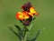 Yellow red flower of Wallflower, Erysimum cheiri
