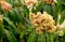 Yellow and red flowering mango tree with green leaves