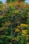 Yellow and red flowering poinciana trees Peltophorum pterocarpum and Delonix regia - Davie, Florida, USA
