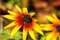 Yellow red flowers with black center in the autumn garden. Blooming Rudbeckia flower Black-eyed Susan
