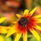 Yellow red flowers with black center in the autumn garden. Blooming Rudbeckia flower Black-eyed Susan