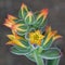Yellow and red flowers of the evergreen perennia, Echeveria pulvinata
