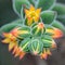 Yellow and red flowers of the evergreen perennia, Echeveria pulvinata