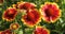 Yellow and red flowers of Gaillardia grandiflora