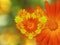 Yellow-red flowers, on green blurred background . Closeup. Bright floral composition, card for the holiday. collage of flower