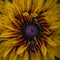 yellow red flowers rudbeckia flower buds macro photography