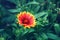 yellow red gaillardia pulchella, firewheel, Indian blanketflower or sundance flower on faded blurry green background.