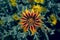 Yellow and red Gazania Flower. African Daisy