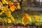 Yellow-red hazel leaves on an autumn day