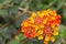 Yellow and Red Hedge Flower ,Lantana camara