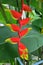 Yellow and red heliconia flowers in the bush