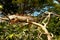 Yellow-red iguana rests on a branch