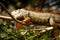 Yellow-red iguana rests on a branch