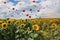 Yellow and red inflatable balloons float over a sunflower field in the hot summer. People, especially children, send their wishes