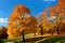 Yellow and red leafs on trees in autumn, october