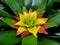 Yellow and red leaves of bromeliad tropical plant