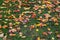 Yellow red leaves on the grass pattern autumn nature wallpaper