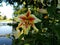 Yellow and red lily flowers