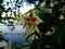 Yellow and red lily flowers