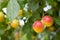 YELLOW AND RED MIRABELLE PLUMS HANGING ON WILD TREE FRUIT