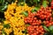 Yellow and red natural pyracantha