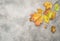 Yellow red oak leaves concrete stone texture Autumn background