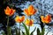 Yellow, red and orange tulips