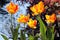 Yellow, red and orange tulips