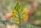 Yellow and Red Poinciana Flowers of the Arizona Desert