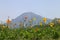 Yellow and red poppies against the backdrop of Mount Daisen, Japan.