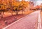 Yellow and red purple colorful leaves autumn colors in the park outdoor with a road and wood bench