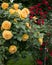 Yellow and red rose bushes with many flowers