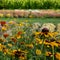 Yellow and red Rudbeckia hirta coneflowers, also known as Black Eyed Susan. Photographed at RHS Wisley garden in Surrey UK.