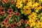 Yellow and red Rudbeckia hirta coneflowers, also known as Black Eyed Susan. Photographed at RHS Wisley garden in Surrey UK.