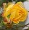 yellow and red shaded rose