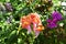 Yellow red Snapdragon flowers in green in summer