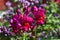 Yellow red Snapdragon flowers in green in summer