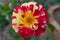 Yellow and Red Tiger Rose Flower