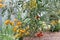 Yellow and red tomatoes of varying ripeness grow in a polycarbonate greenhouse. Growing organic tomatoes