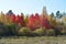 Yellow and red trees in autumn