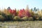 Yellow and red trees in autumn