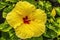 Yellow Red Tropical Hibiscus Flowers Waikiki Oahu Hawaii