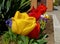 Yellow and red tulip closeup in street planter in spring time