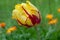 Yellow and Red Tulip Flame Flower