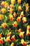 Yellow red tulip flowers