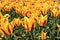 Yellow red tulip garden closeup fire like fresh flowers