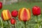 Yellow with red tulip in the garden Stock Picture. Selective focus