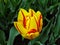 Yellow - red tulip Monsella on spring bed.