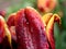 Yellow-red tulip in the rain